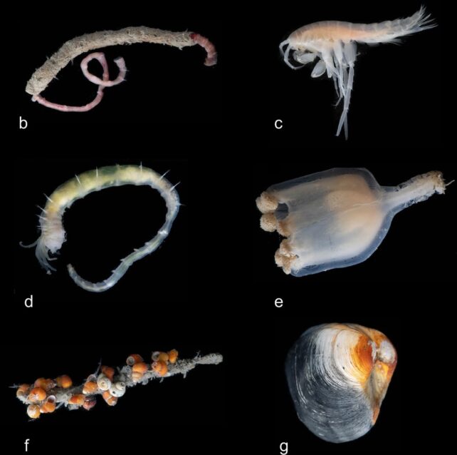 six strange deep sea creatures on a black background. from top to bottom: a curly red worm in a calcerous tube; a pale, semi-translucent shrimp-like creature; a pale, semi-translucent worm-like creature with tentacles on its face; a semi-translucent jellyfish with a stalk on its head; a stick with many orange snails on it; a bivalve mollusc with grey and rusty colored shell