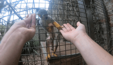 Do Animals Fall For Magic Tricks? Study Of 3 Primate Species Reveals A Key Factor
