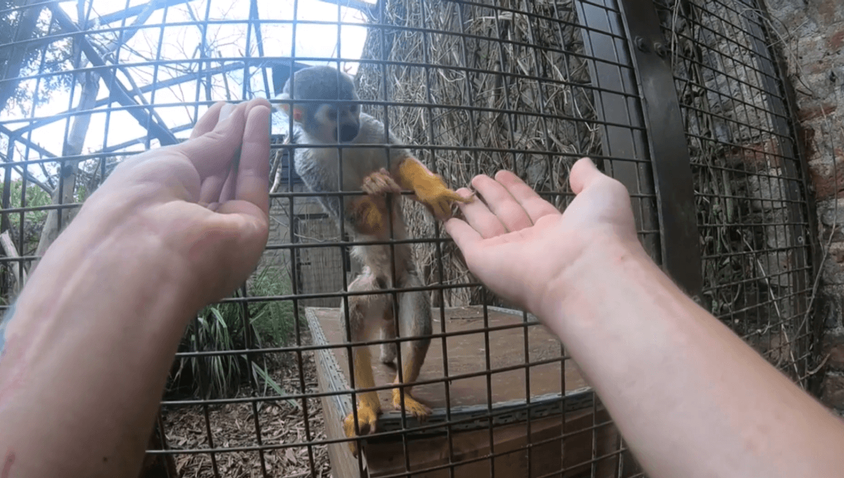 Do Animals Fall For Magic Tricks? Study Of 3 Primate Species Reveals A Key Factor