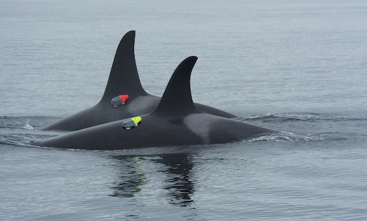 A pod of Northern resident killer whales near Hanson Island, British Columbia. The orcas have special tracking tags attached to them temporarily to allow the researchers to record them and follow their movements underwater.