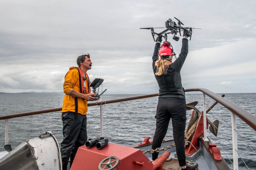 Drone footage captured the orcas and dolphins interacting. Pictured here are drone operator Keith Holmes of the Hakai Institute and researcher Taryn Scarff.