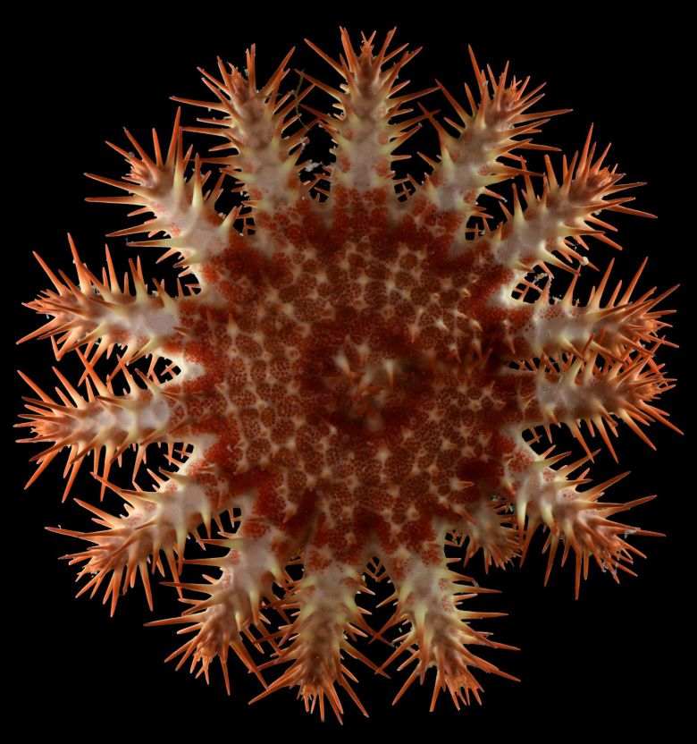 A juvenile Pacific crown-of-thorns starfish collected on the reef during a dive in shallower waters at around 80 feet deep.