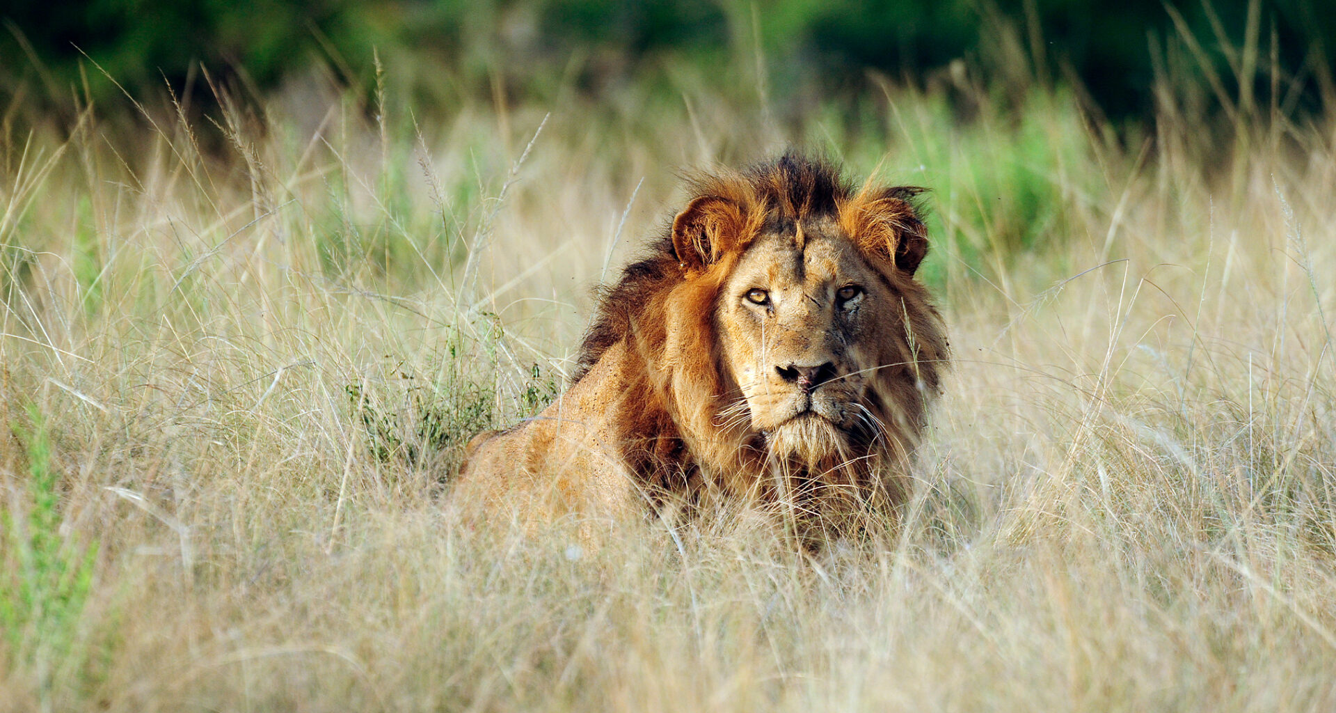 Africa’s wildlife has lost a third of its ‘ecological power,’ study says