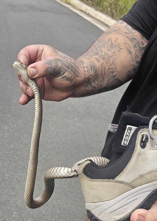 The Brown Snake managed to get tangled up in the shoes loop.