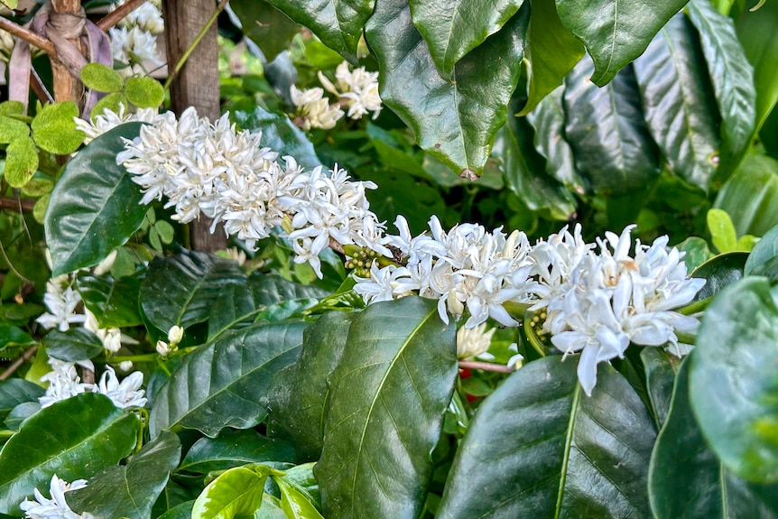 White coffee blossoms on a tree branch.