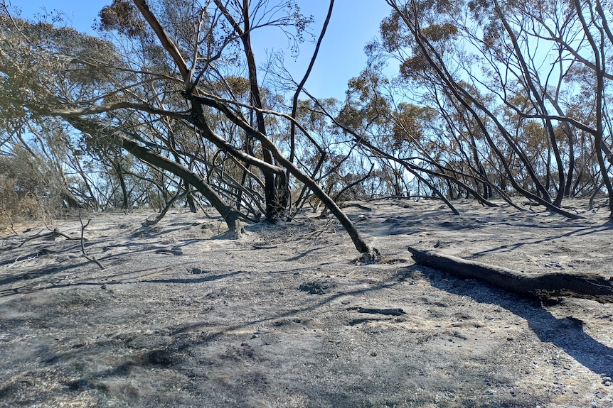 Burnt semi-arid fire ground