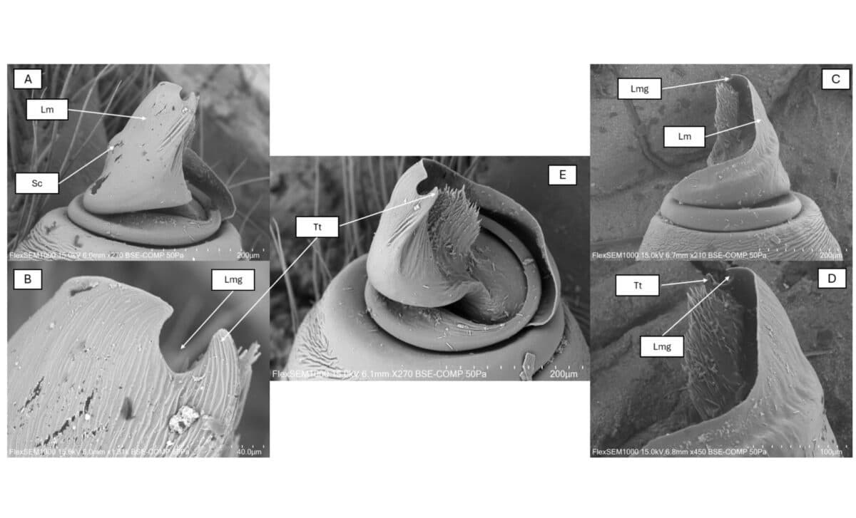 Electron Microscopic Image Of Palpus Of Eresus Rubrocephalus Sp. ©animals