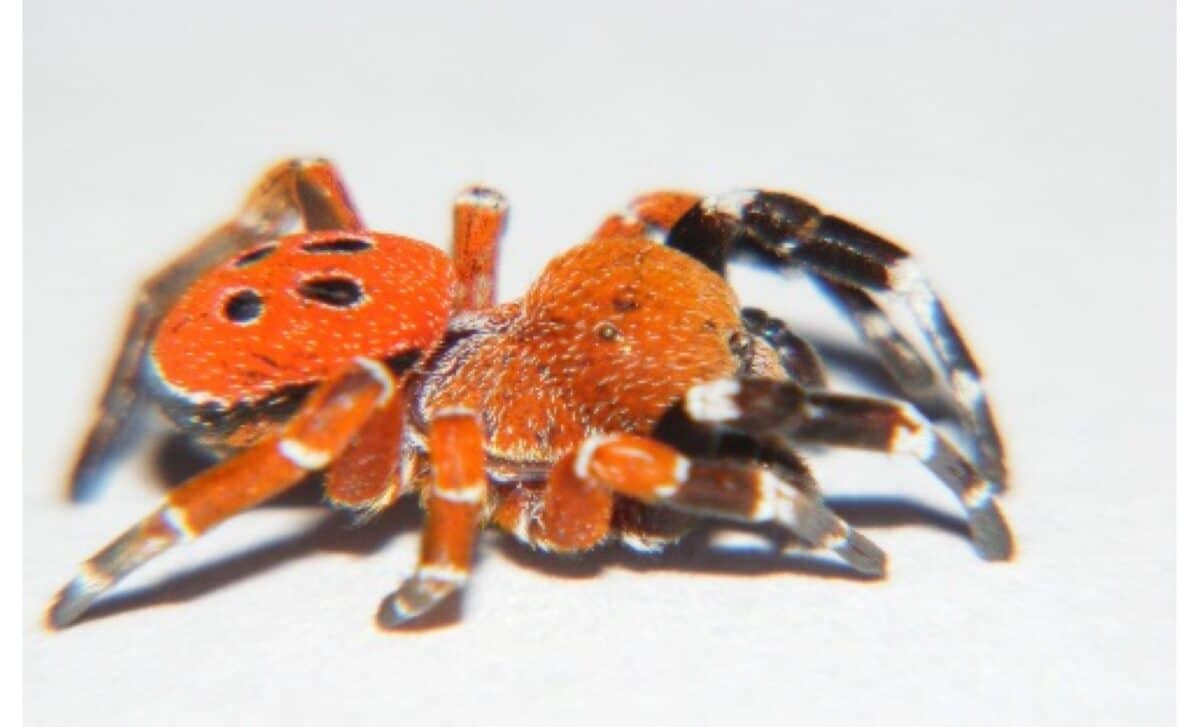 Eresus Rubrocephalus Spider