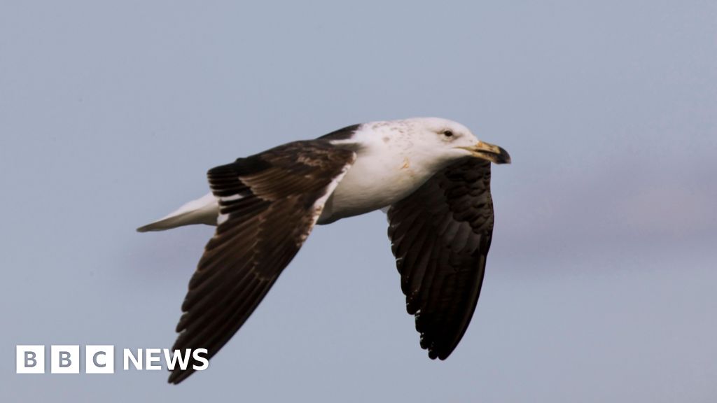 Saving South Africa's threatened albatross from lethal fishing lines