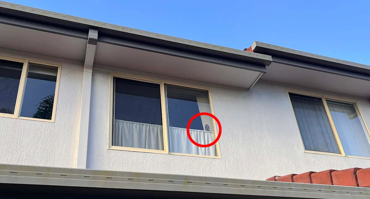 Neighbour's 'suspicious' discovery through window of Aussie home sparks investigation