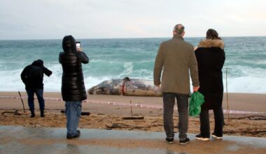 People take photos at the body of a sperm whale calf stranded on the beach of Platja d'Aro