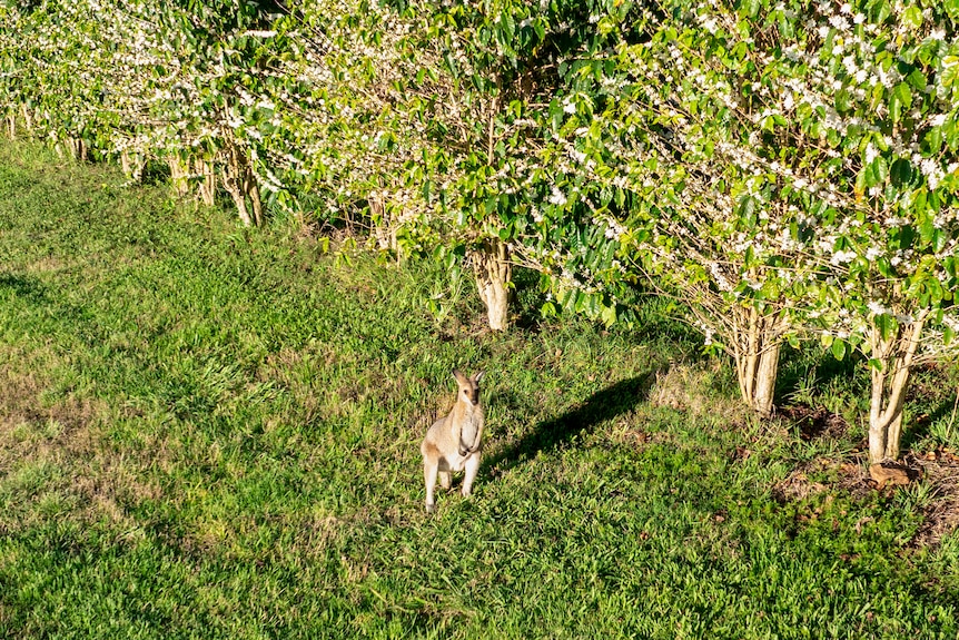 A wallaby stands next to a coffee tree with white blossoms.