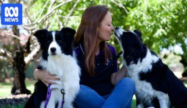 Pet owner's warning as dogs fall ill after beach visit amid algal bloom crisis