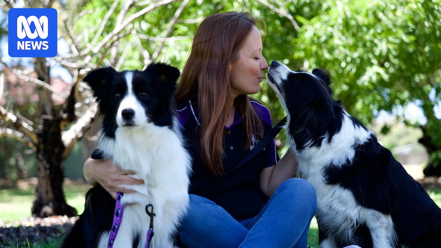 Pet owner's warning as dogs fall ill after beach visit amid algal bloom crisis