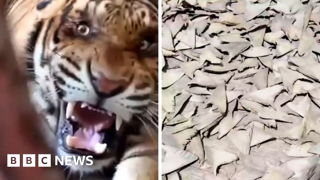 Tiger teeth, dried seahorses and shark fins are being sold illegally on Facebook, BBC finds