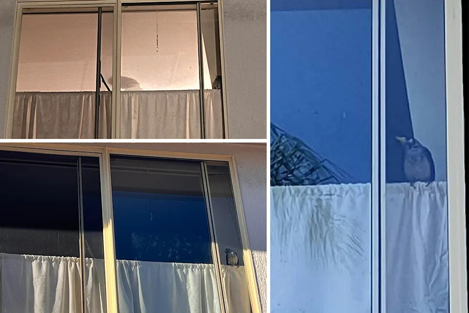 Top left: The bird in the window at night. Bottom left: The bird in the window during the day. Right: The bird in the window in close up during the day.