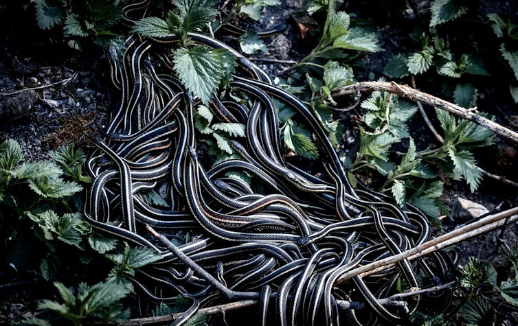 Dozens of snakes coiled together in undergrowth
