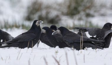Humans aren’t the only animals that gather to hunker down together at Christmas