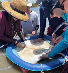 Stomach flushing being performed on an inverted Australian whipray.