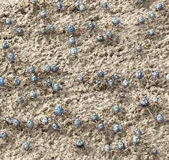 Lots of tiny blue crabs photographed on a sandy surface.