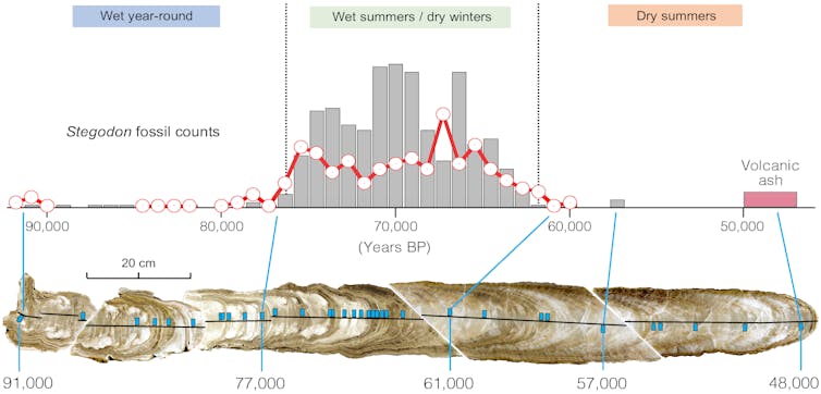 Summary figure. Along the bottom is a photo of a cut and polished stalagmite with sampling locations in blue squares. Above are a line and bar chart showing Stegodon fossil frequency. The charts align well with a period of wet summers.