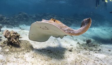 What do stingrays actually eat? New study reveals some only prefer a single type of prawn