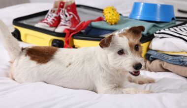 The ‘pawprint economy’ is booming – and it offers huge opportunities for tourism