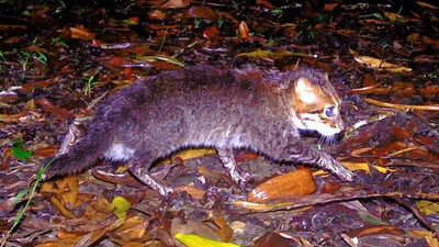 Flat-headed cat returns to Thailand after 30 years: Camera traps reveal breeding survival in southern wetlands once feared lost