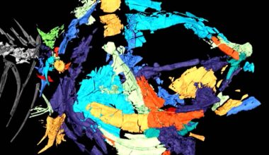 Largest group of freshwater fish originated in rivers, not the seas