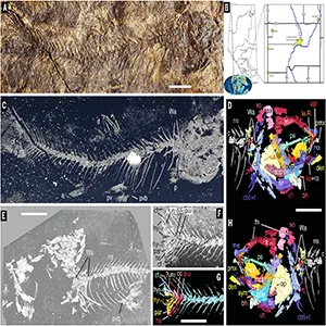 Marine origins and freshwater radiations of the otophysan fishes. Photograph, x-ray image, 3D segmentation, and locality map. Credit: Science