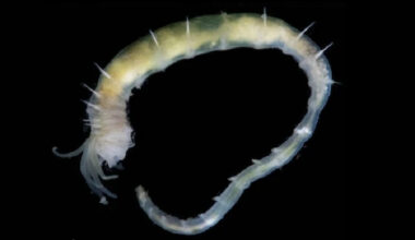 World's Deepest Gas Hydrate Discovered Teeming With Life Off Greenland : ScienceAlert