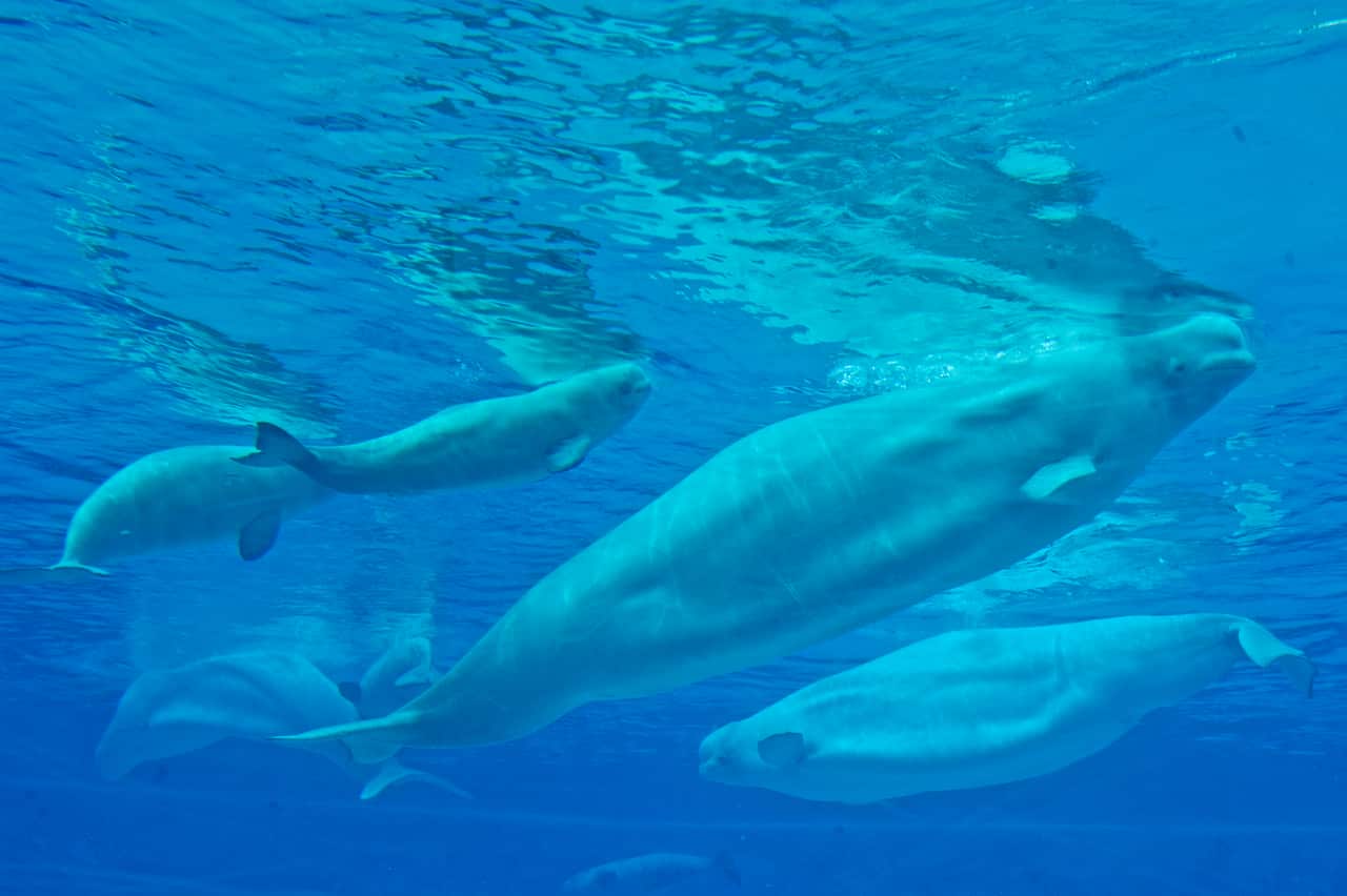 Six beluga whales are pictured from below. They are swimming at the top of a pool, their heads touching the water's surface. 