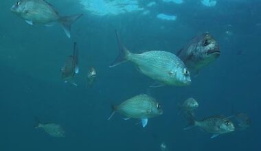 Letters to the Editor: marine reserves, cycling and the Hyde Hotel