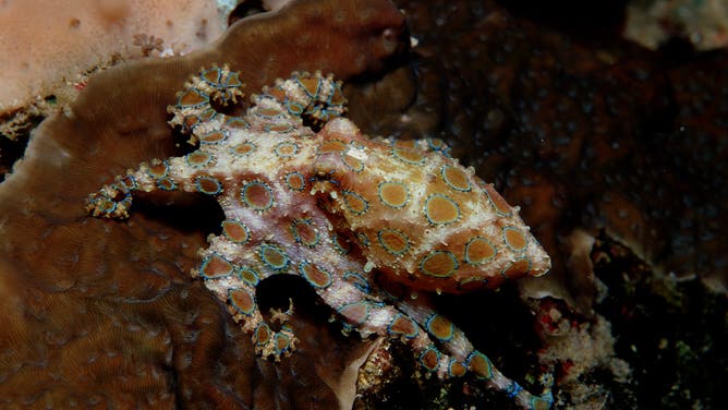 (GERMANY OUT) Blue Ringed Octopus, Hapolochlaena lunulata, Australia, Pacific Ocean, Great Barrier Reef.