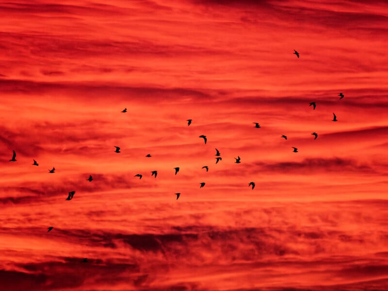 A flock of birds flies across a dramatic red and orange sky at sunset, with streaks of clouds adding texture to the vibrant background.