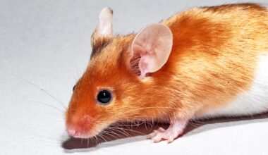 1 kind of gut bacteria reduces weight gain in mice