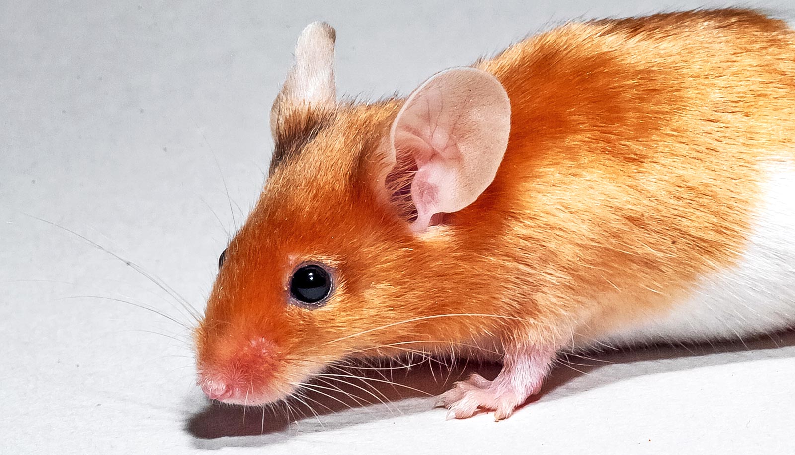1 kind of gut bacteria reduces weight gain in mice