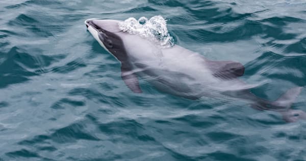 Rare dolphin spotted in Bay of Islands, DOC urges reports