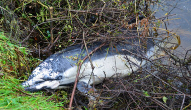 ‘Extremely rare’ incident sees dead dolphin found on Co Carlow riverbank - The Journal