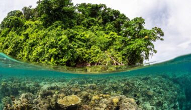 Key cell traits help plants survive in saltwater