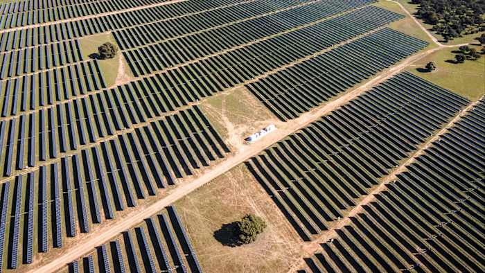 Rows of solar panels at a solar park with several trees growing in spaces between the panel arrays.