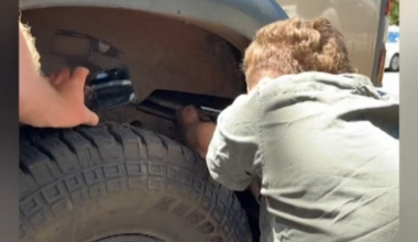 Python hitches ride in unsuspecting driver's car across Queensland-NSW border