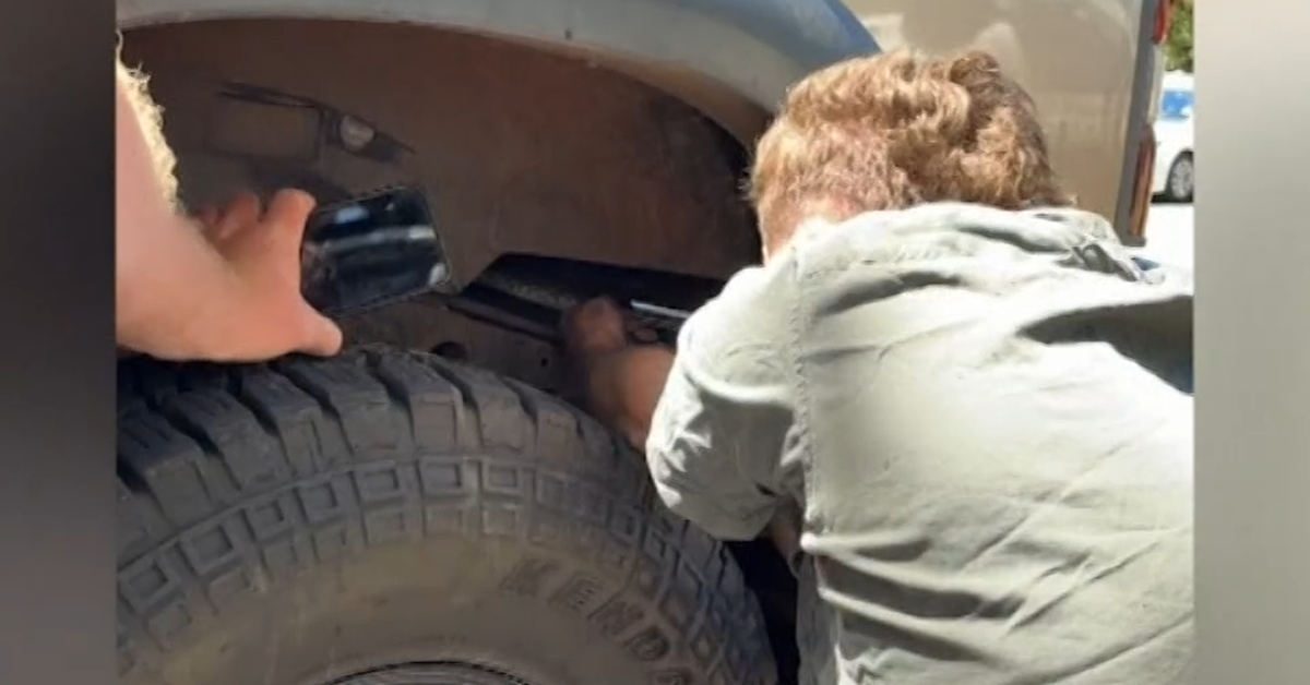 Python hitches ride in unsuspecting driver's car across Queensland-NSW border