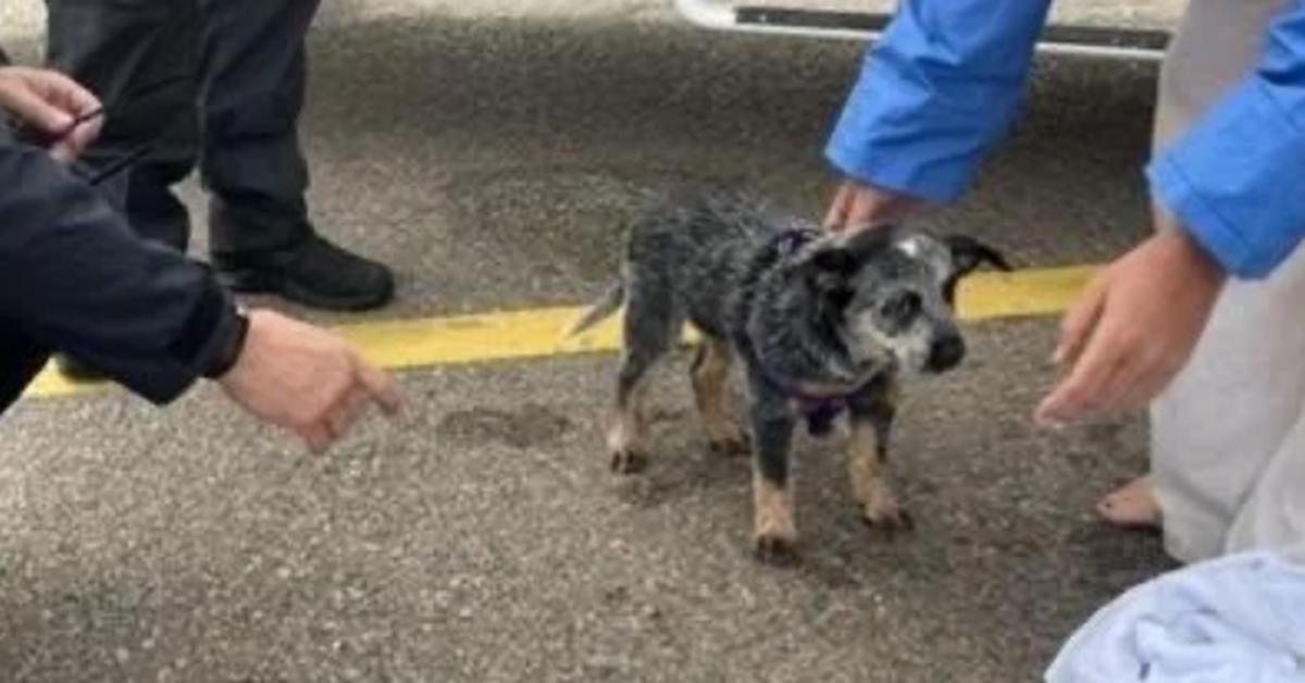 Five people, puppy rescued from sinking boat off coast of Queensland