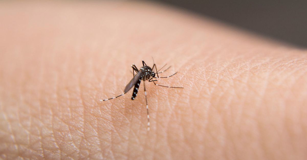Second deadly mosquito-borne virus detected in days