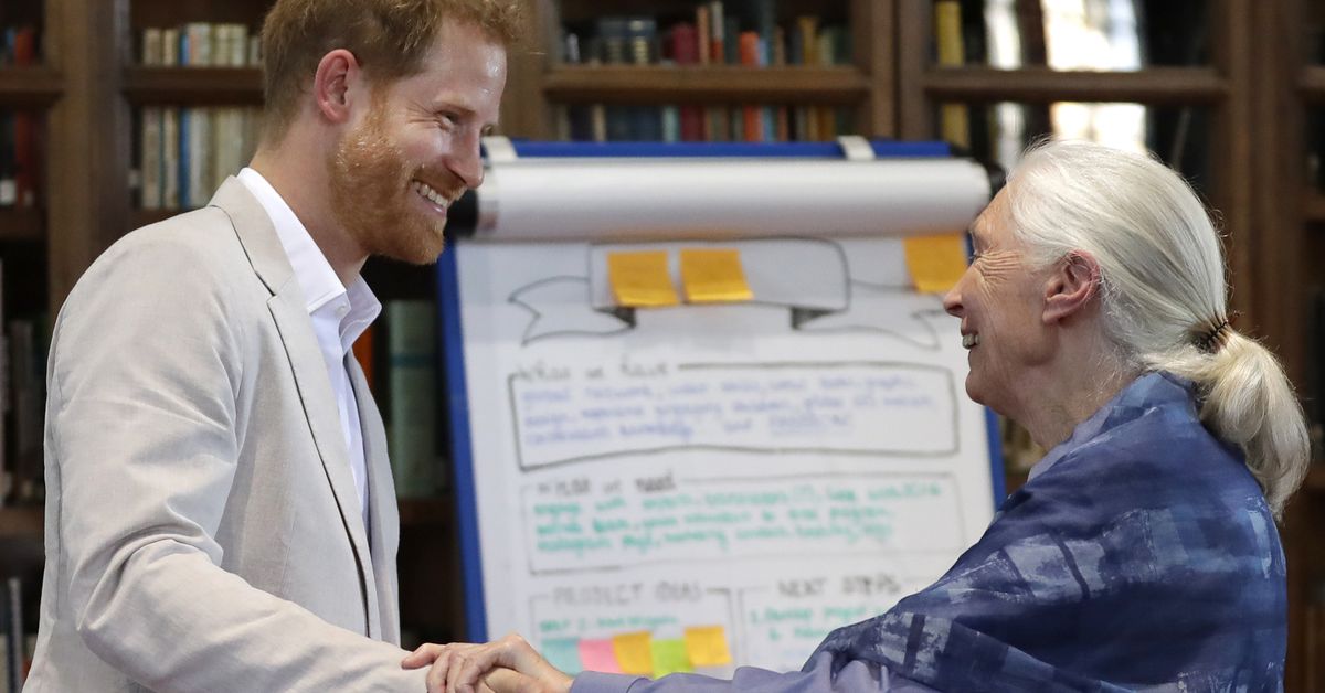 Prince Harry refutes claims he referred to Prince Archie as his 'little African child' to Jane Goodall