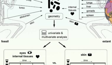 Falk et al. show that the geometry of melanosomes in the eyespots of fossil frogs from the Miocene and Eocene is similar to that of ocular melanosomes in living frogs. Image credit: Falk et al., doi: 10.1016/j.isci.2025.114220.