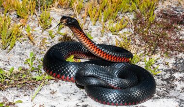 7 Most Snake-Infested Areas in New South Wales