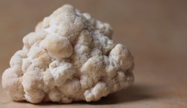 Lion's mane mycelium outperforms fruiting body