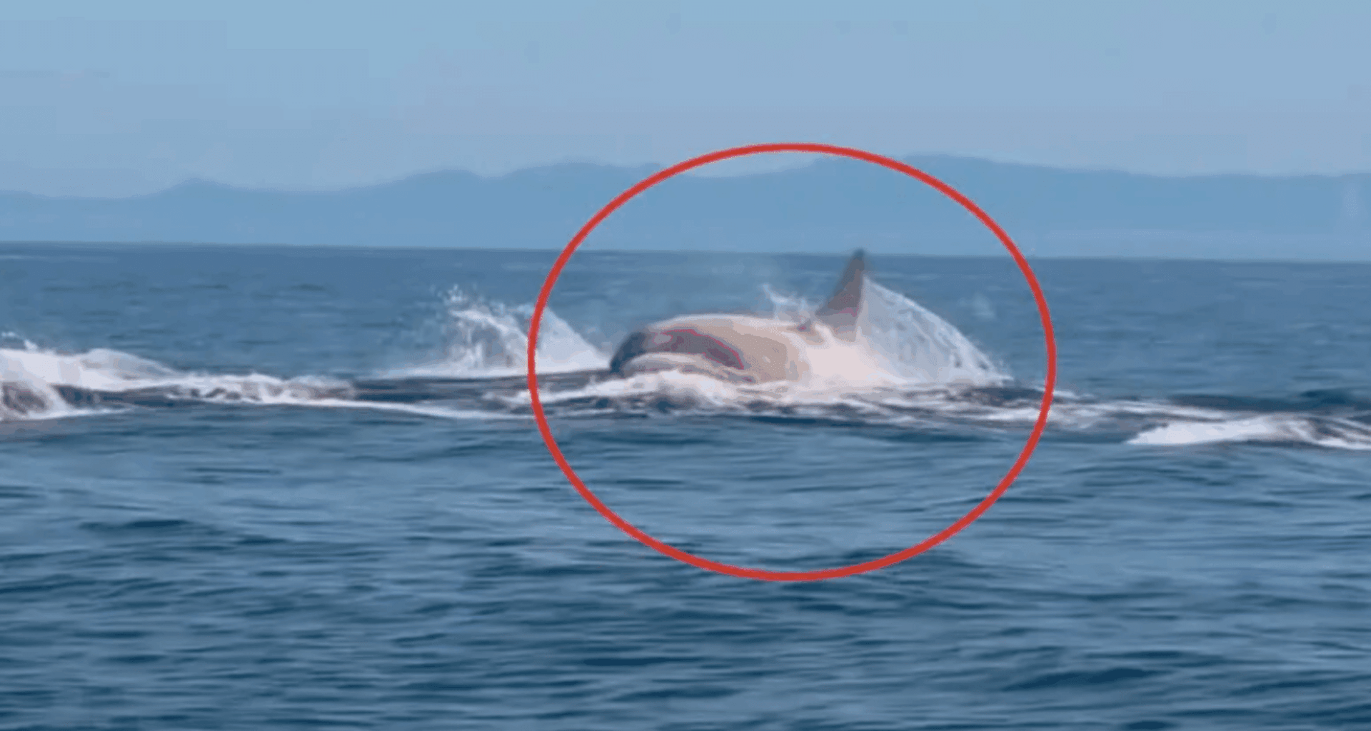 Mysterious Creature Spotted Leaping From The Ocean Off Japan’s Northern Coast For The First Time!